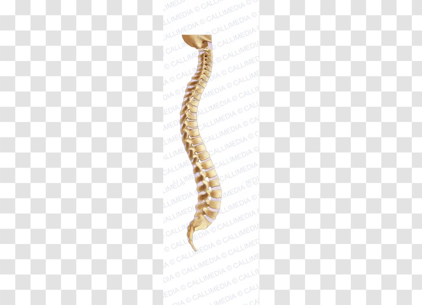 Vertebral Column Anatomy Rachis Pelvis - Kinesiotherapy - Body Jewelry Transparent PNG