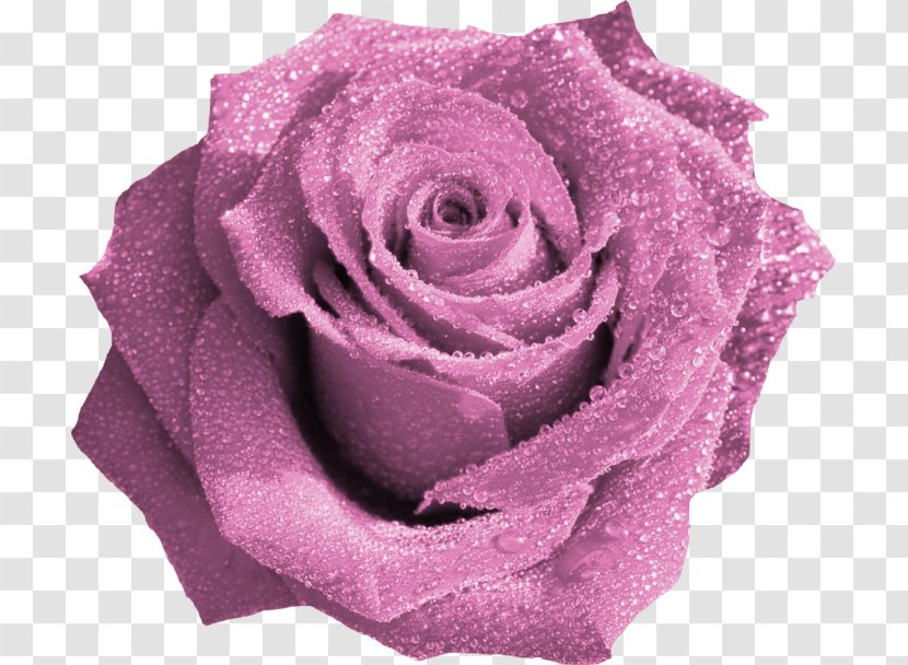 Garden Roses Flower Bouquet Clip Art - Floral Design Transparent PNG