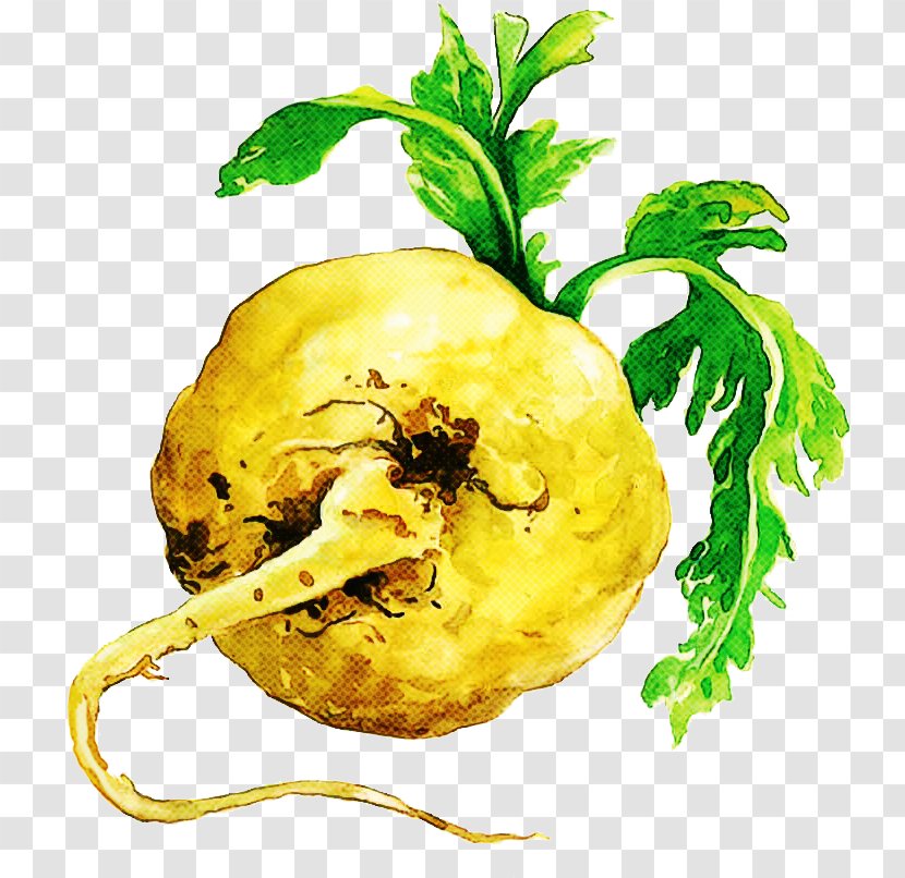Food Root Vegetable Plant Lepidium Meyenii Tuber - Rutabaga - Vegetarian Transparent PNG