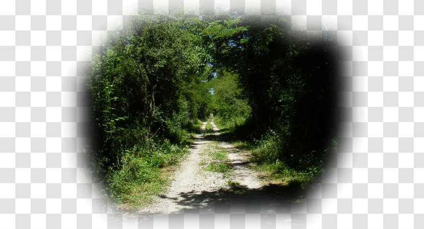 Landscape Painting Road Path Trail - Ecosystem Transparent PNG