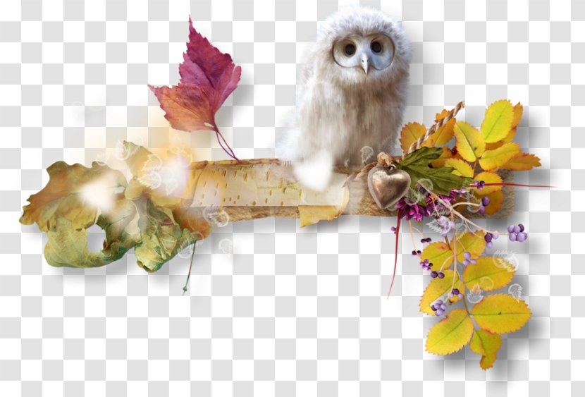 Owl Image Bird Autumn 0 - Flower Transparent PNG