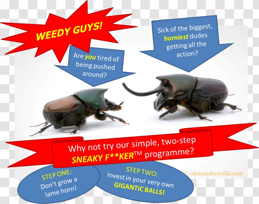 Advertising Insect Brand Transparent PNG