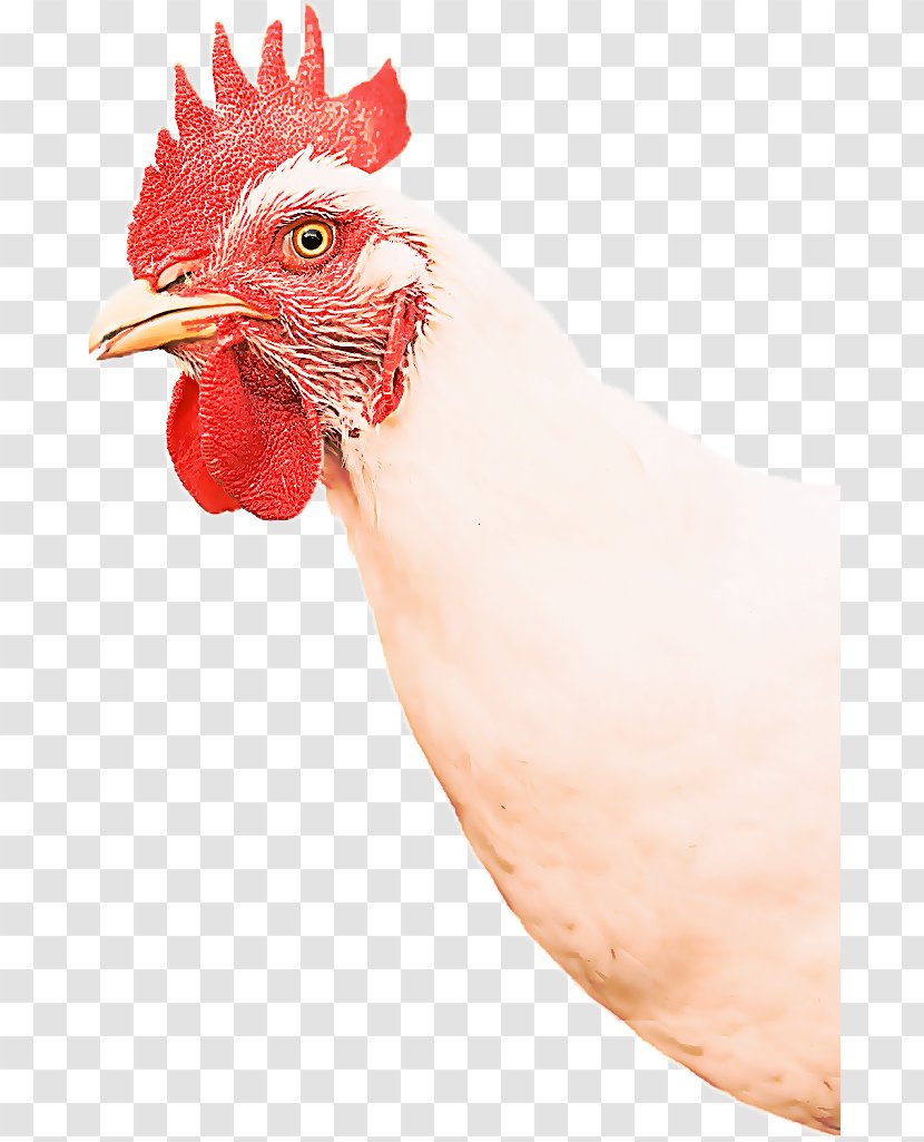 Chicken Rooster Bird Comb Beak - Poultry - Livestock Fowl Transparent PNG