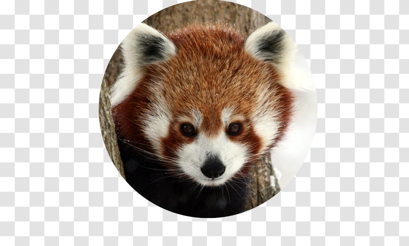 Red Panda Giant Raccoons Animal Mammal Transparent PNG