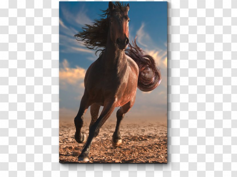 Horse Stock Photography Stem Cell Daiko From Here On Communications Pvt. Ltd. Image - Mustang Transparent PNG