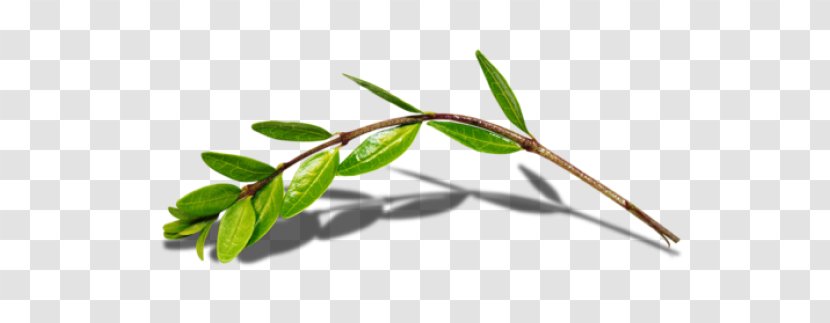 Twig Leaf Green Branch Transparent PNG