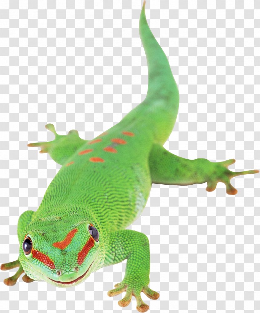 Lizard Reptile Chameleons Transparent PNG