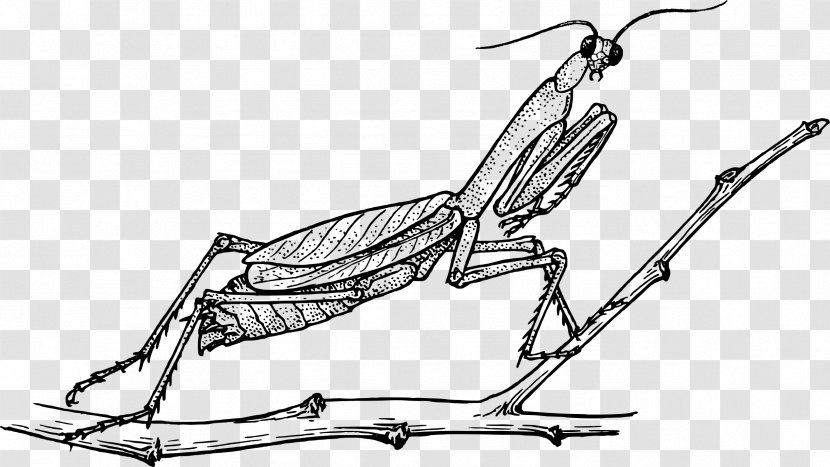 Coloring Book Mantis Grasshopper Insect Doodle - Butterfly Transparent PNG
