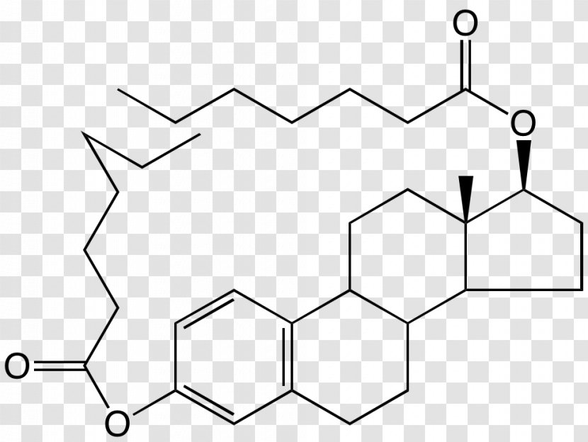 Hsp90 Estradiol Estrogen Hormone Heat Shock Protein - Metabolism - Carboxyfluorescein Diacetate Succinimidyl Ester Transparent PNG