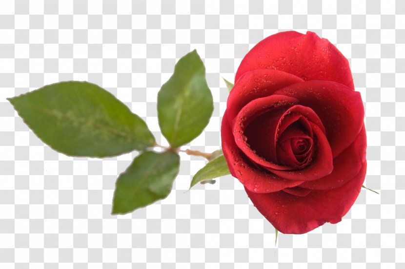 Beach Rose Red Computer File - Flower - Beautiful Roses Transparent PNG