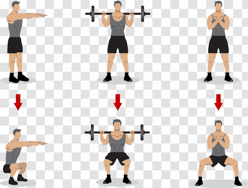 Squat Olympic Weightlifting Physical Exercise Strength Training - Tree - Gymnastics Transparent PNG