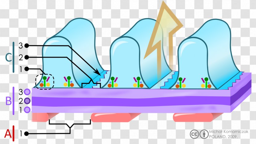 Glomerular Basement Membrane Glomerulus Basal Lamina Podocyte - Frame - Silhouette Transparent PNG