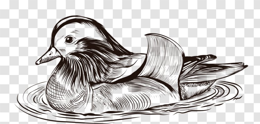 Duck Drawing Sketch - Swimming Ducklings Transparent PNG