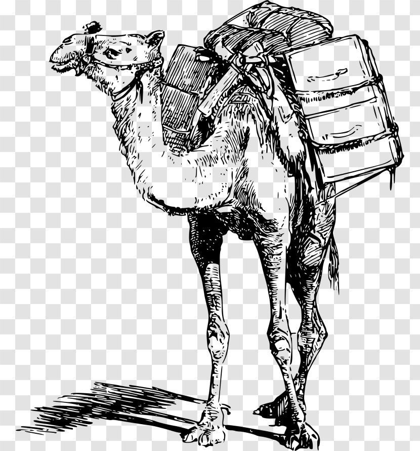 Bactrian Camel Dromedary Llama Pack Animal - Like Mammal - Horse Transparent PNG