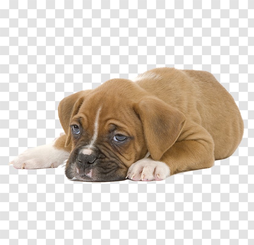Puppy Boxer Cat Food Veterinarian Dog - Breed - Lying Transparent PNG