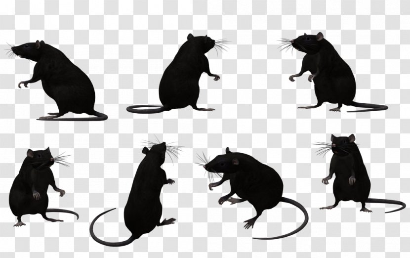 Black Rat Animal Muroidea Silhouette - Photography Transparent PNG