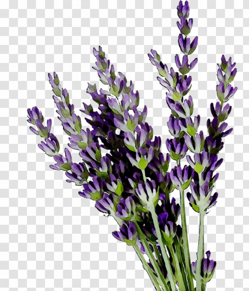 English Lavender French - Flower - Plant Transparent PNG