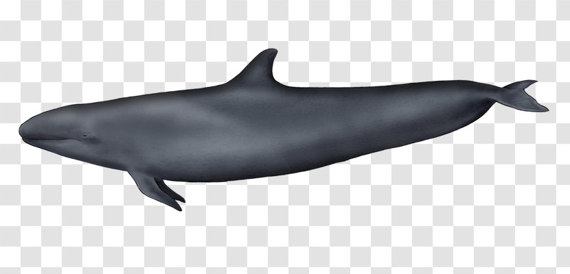 Tucuxi Common Bottlenose Dolphin Wholphin Rough-toothed White-beaked - Beak - Killer Whale Transparent PNG
