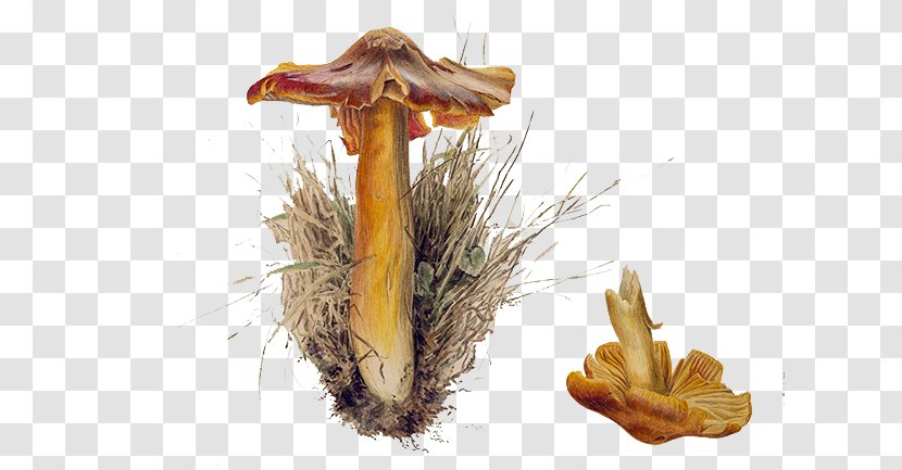 The Tale Of Peter Rabbit Mushroom Fungus Illustration - Organism - Hand-painted Mushrooms Transparent PNG