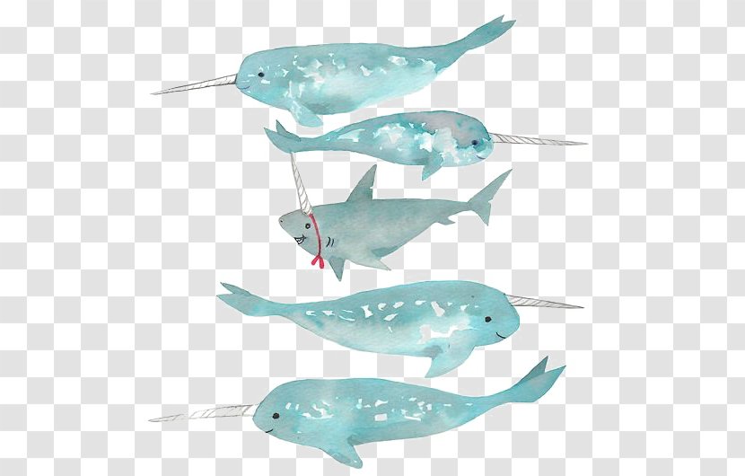 Greenland Shark Narwhal Whale Transparent PNG