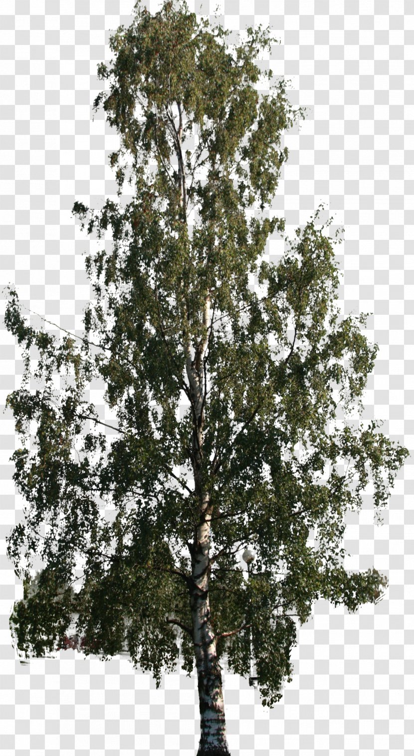 Tree Woody Plant Shrub Nallikari - Big Transparent PNG