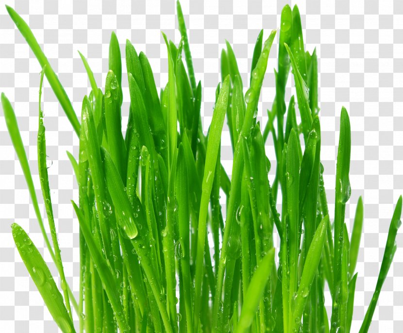 Wheatgrass Juice Common Wheat Extract Food - Commodity - Grass Transparent PNG
