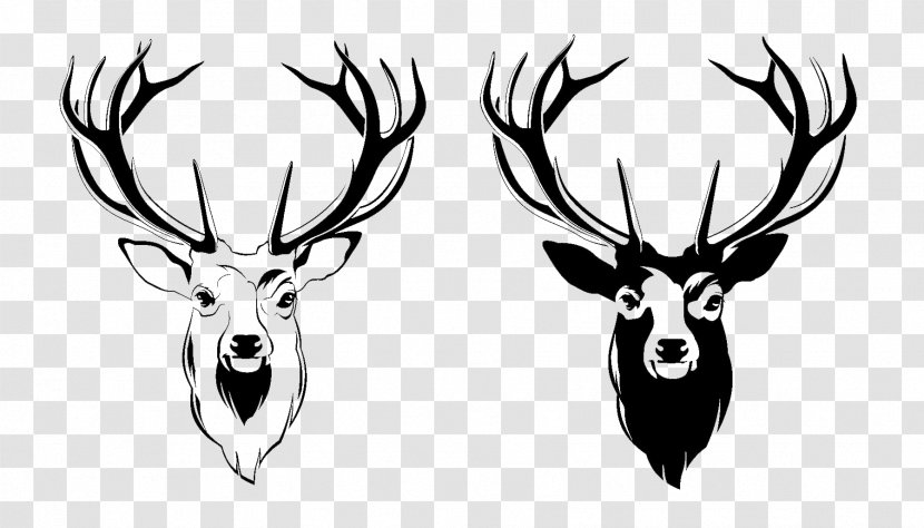 Red Deer Antler Moose - Illustration - Head Picture Transparent PNG