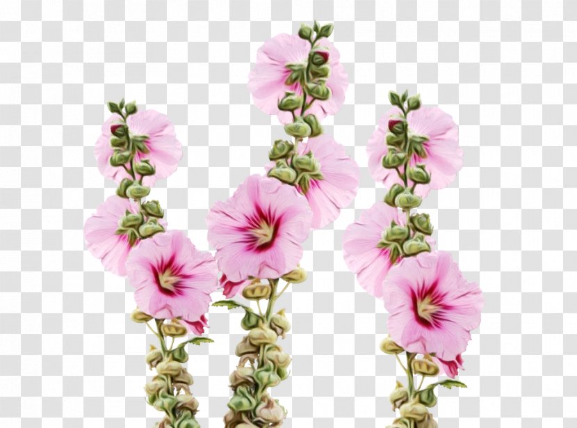 Pink Flowers Plant Stem Floral Design Rose - Wildflower - Tree Mallow Transparent PNG