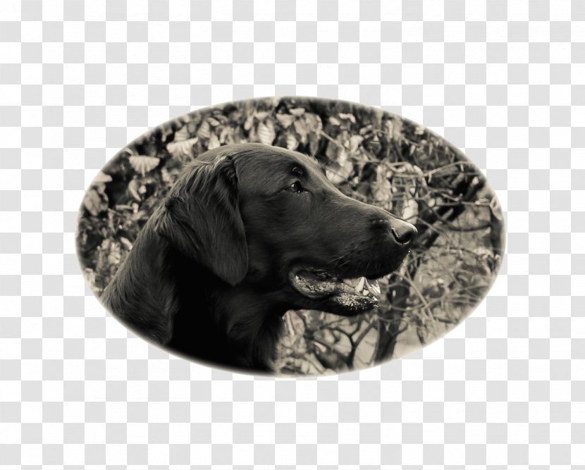 Labrador Retriever Puppy Dog Breed Snout Transparent PNG