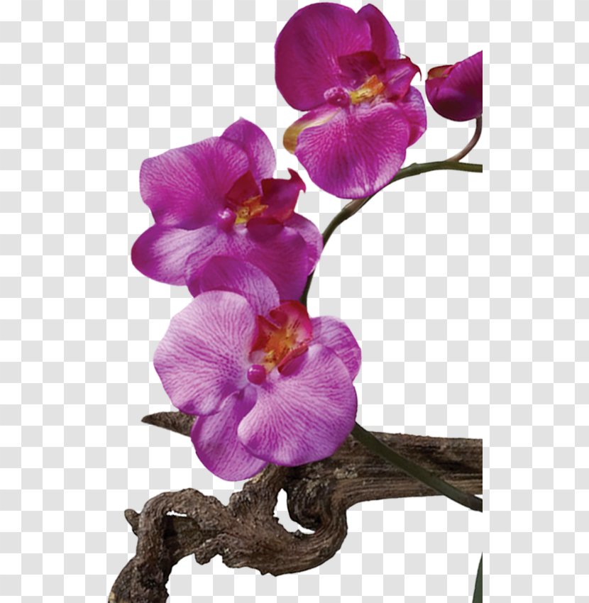 Moth Orchids Cut Flowers West Indian Jasmine Leaf Plant - Purple Transparent PNG