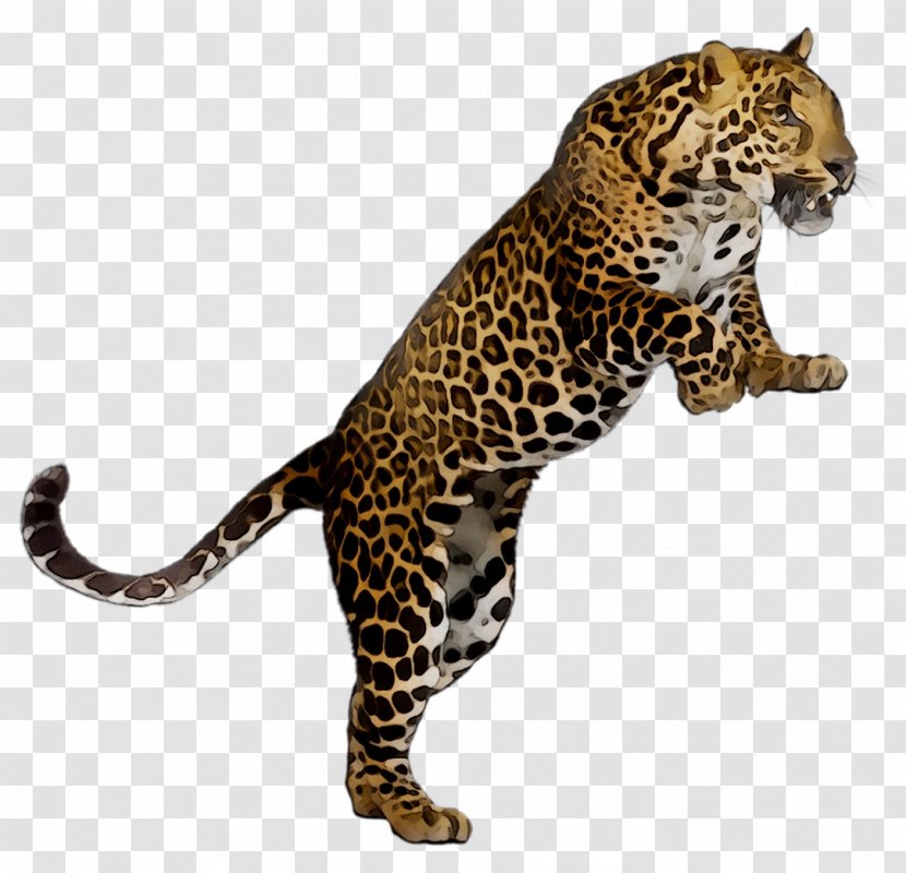 Leopard Lesson Plan Worksheet Teacher - Mammal - Animal Figure Transparent PNG