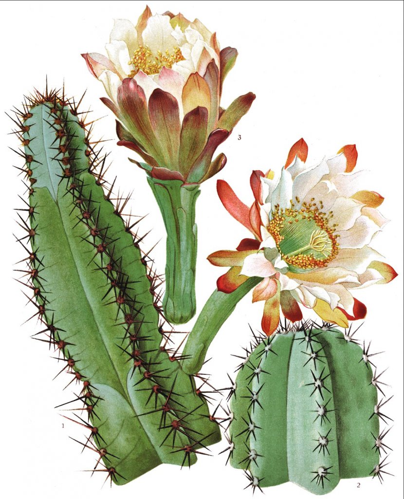 New York Botanical Garden The Cactaceae Botany Illustration - Joseph Nelson Rose - Cactus Transparent PNG