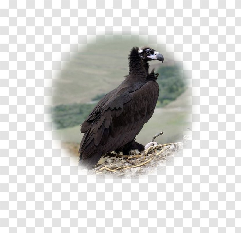 Bald Eagle Bird Of Prey Cinereous Vulture Transparent PNG