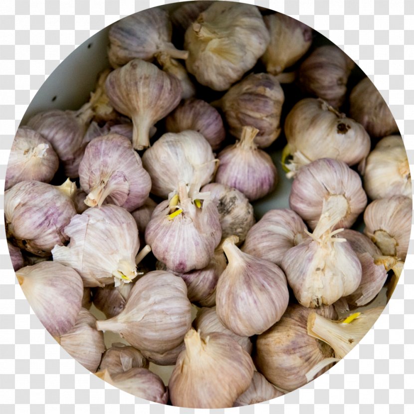 Elephant Garlic Kitchen Suppers Shallot Transparent PNG
