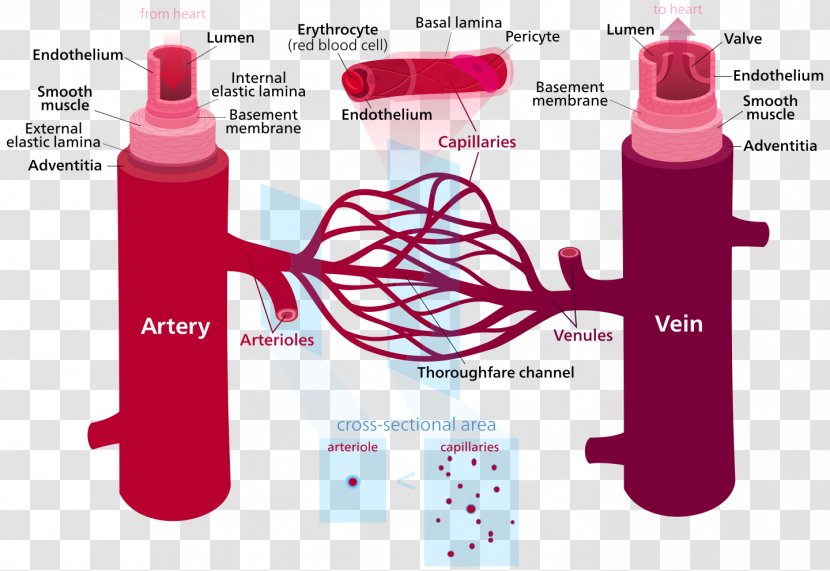 Blood Vessel Circulatory System Human Body Capillary - Cartoon - Structure Of Organs Transparent PNG
