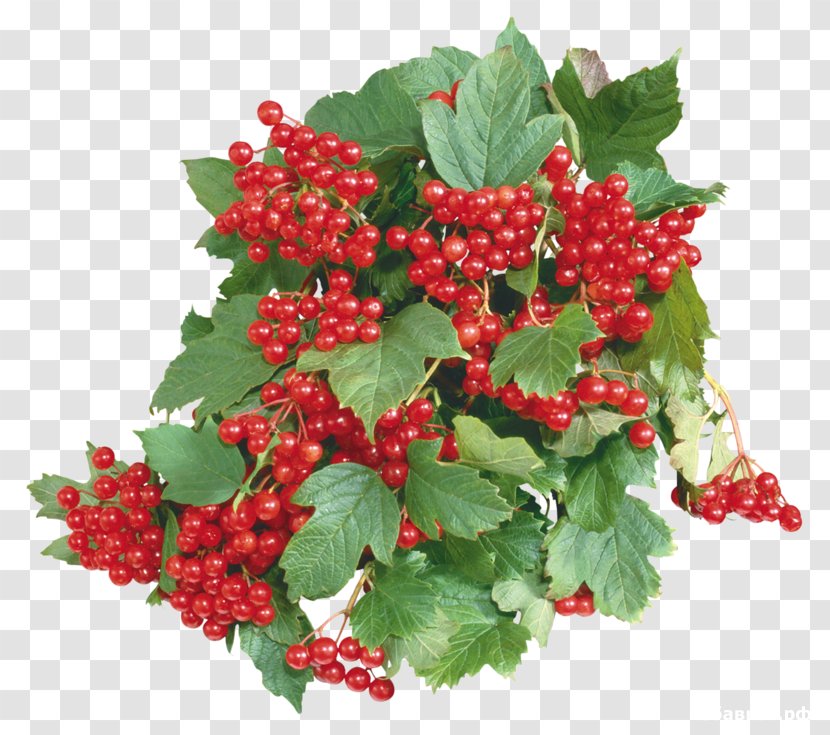 Currant Fruit Drawing Guelder-rose - Watercolor - Viburnum Transparent PNG