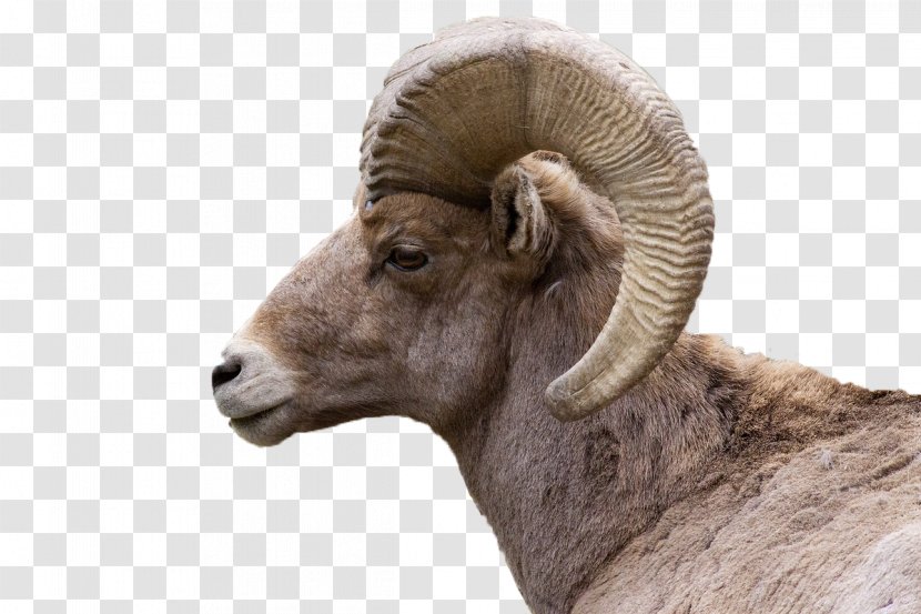 Bighorn River Sheep Goat - United States Transparent PNG