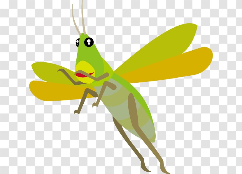 Insect Bitcoin Chinese Grasshopper Caelifera Transparent PNG