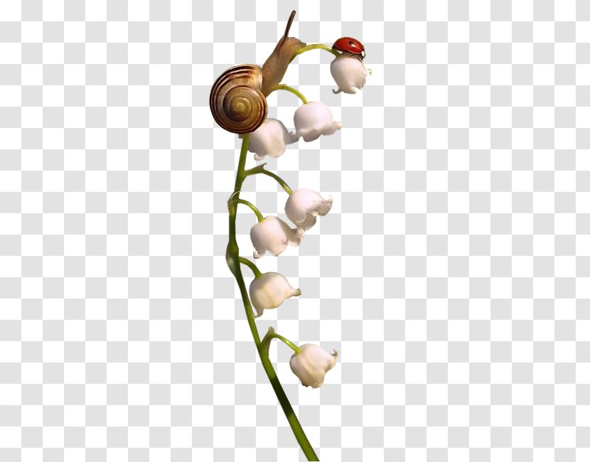 Snail Ladybird Flower - Plant Stem Transparent PNG