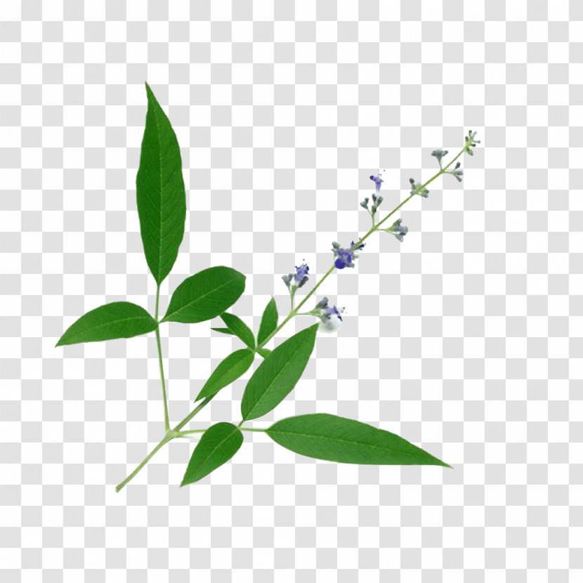 Chinese Chastetree Chaste Tree Medicinal Plants Ayurveda Medicine - Herbalism - Vitex Transparent PNG
