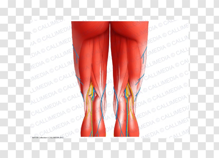 Semimembranosus Muscle Muscular System Knee Human Anatomy - Frame - Popliteal Artery Transparent PNG