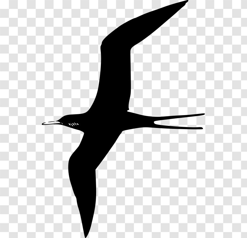 Frigatebird Gulls Clip Art - Bird Transparent PNG