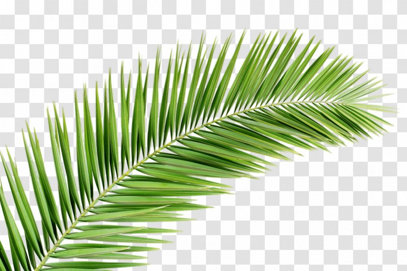 Palm Trees Branch Clip Art Palm-leaf Manuscript - Frond - Leaf Transparent PNG