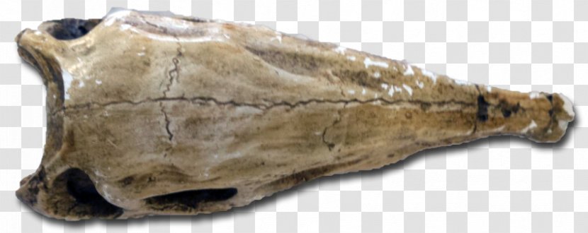 Reptile Shoe Jaw Animal - Fossil Group Transparent PNG