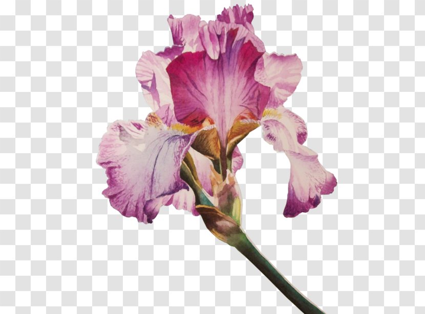Irises Flower Poppy Clip Art - Petal Transparent PNG