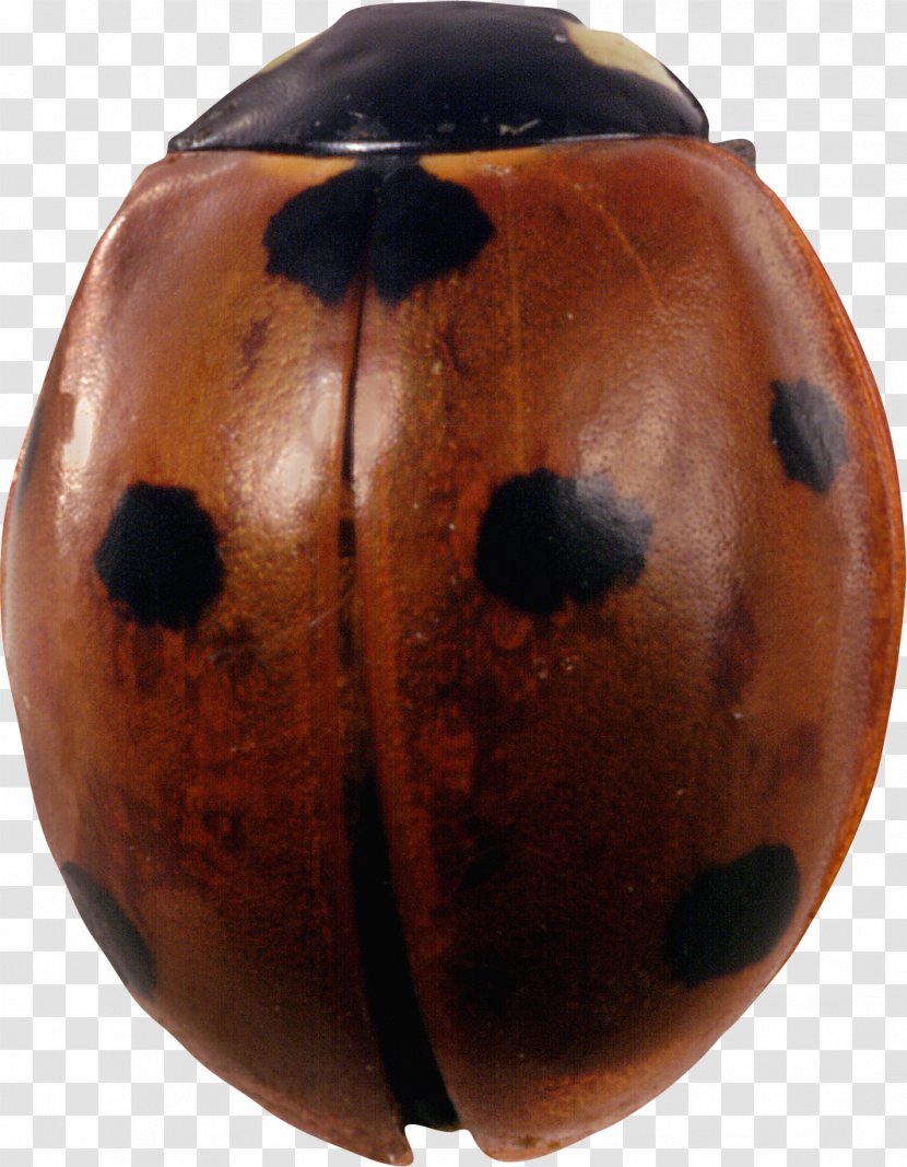 Beetle Ladybird Color Clip Art - Nature Transparent PNG