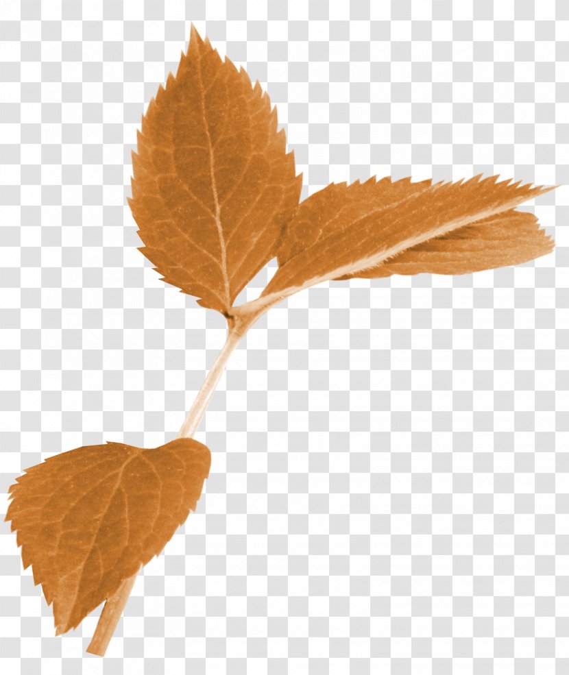 Autumn Leaf Color Limbe - Leaves Transparent PNG