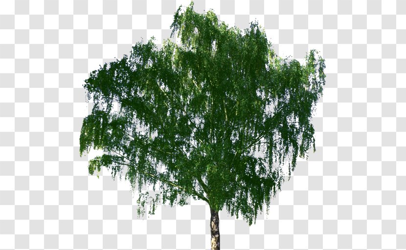 Tree Bonsai Zelkova Serrata Birch - Broadleaved Transparent PNG