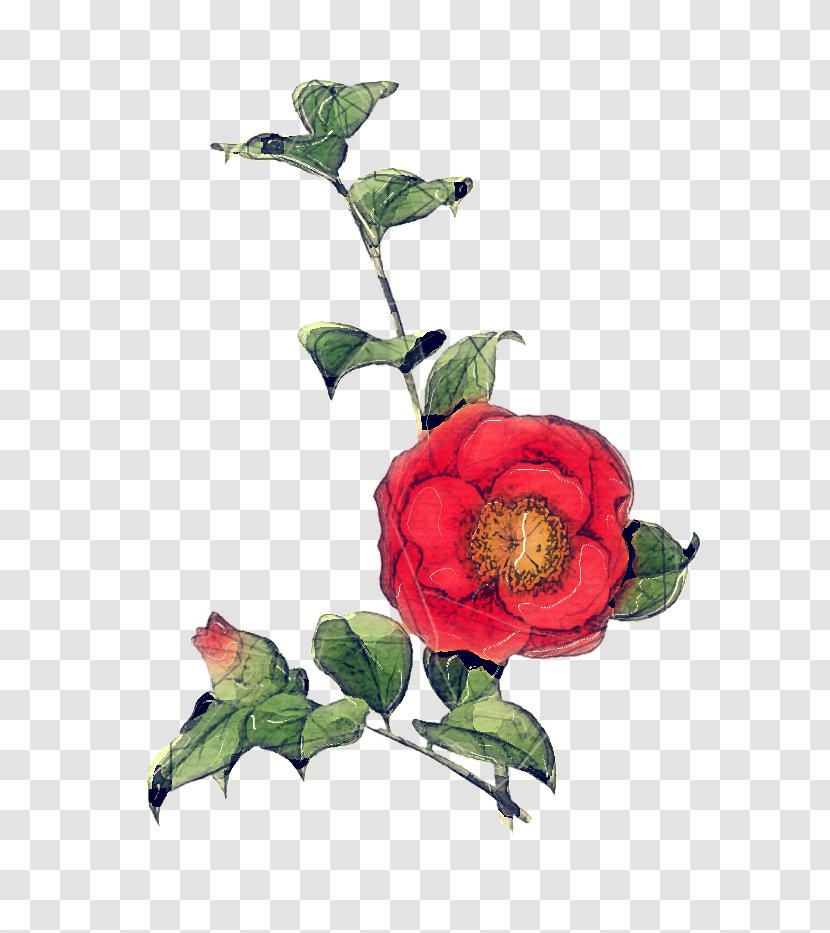 Watercolor Floral Background - Rose Order - Paint Anthurium Transparent PNG