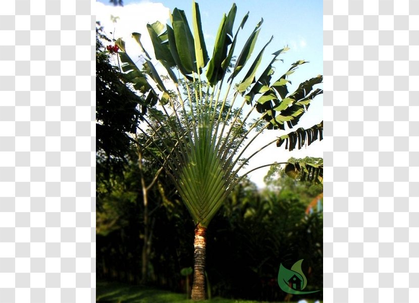 Asian Palmyra Palm Ravenala Madagascariensis Arecaceae Tree Sabal Transparent PNG